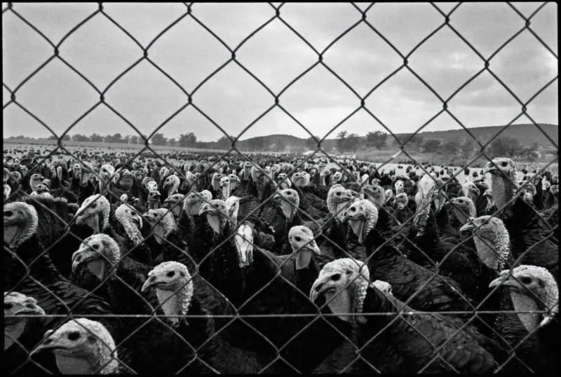 Nikos Economopoulos Master Photographer Who Found Poetry in Everyday Life