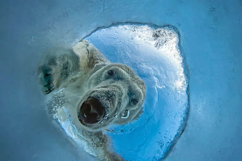 OurNature &ndash; Image of the Year: A Seal&rsquo;s Nightmare by Audun Rikardsen, Norway - OurNature Environmental Photography Award 2026 Winners