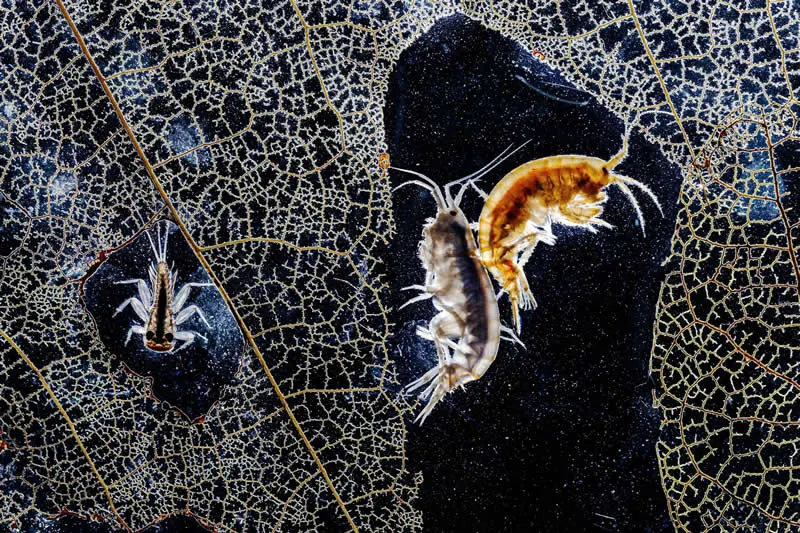 Pure Nature, Water - 2nd Place: At the bottom of the stream by Istv&aacute;n Hogya, Hungary - OurNature Environmental Photography Award 2026 Winners