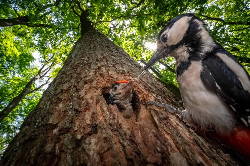 Pure Nature, Air - 1st Place: The Busy Feeder by Jan Pokluda, Czechia - OurNature Environmental Photography Award 2026 Winners