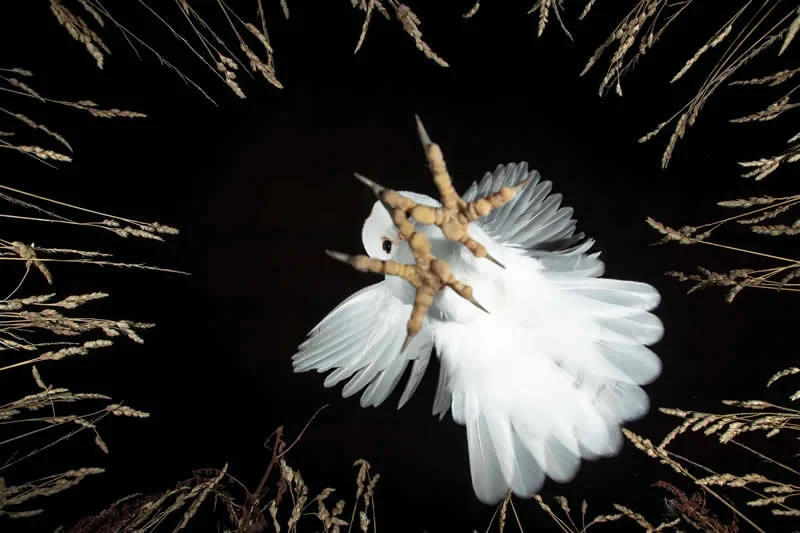 Pure Nature, Air - 2nd Place: Eye on the Prize by Vince Burton, United Kingdom - OurNature Environmental Photography Award 2026 Winners