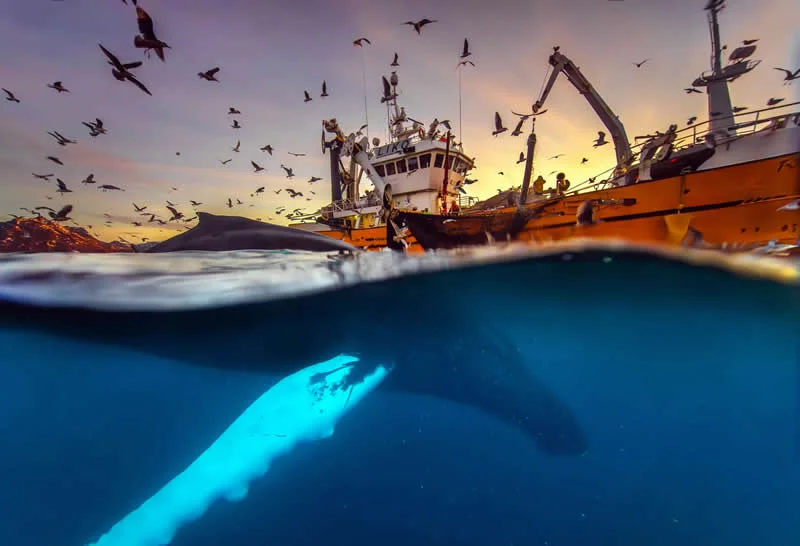 Our Footprints - 1st Place: Dinner is Served! by Audun Rikardsen, Norway - OurNature Environmental Photography Award 2026 Winners