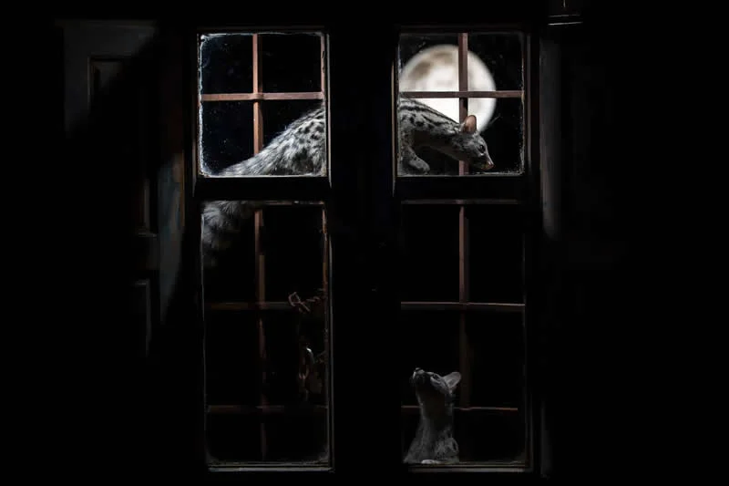 Our Footprints - 2nd Place: Midnight Whispers by Juli&aacute;n Fernandez Quilez, Spain - OurNature Environmental Photography Award 2026 Winners
