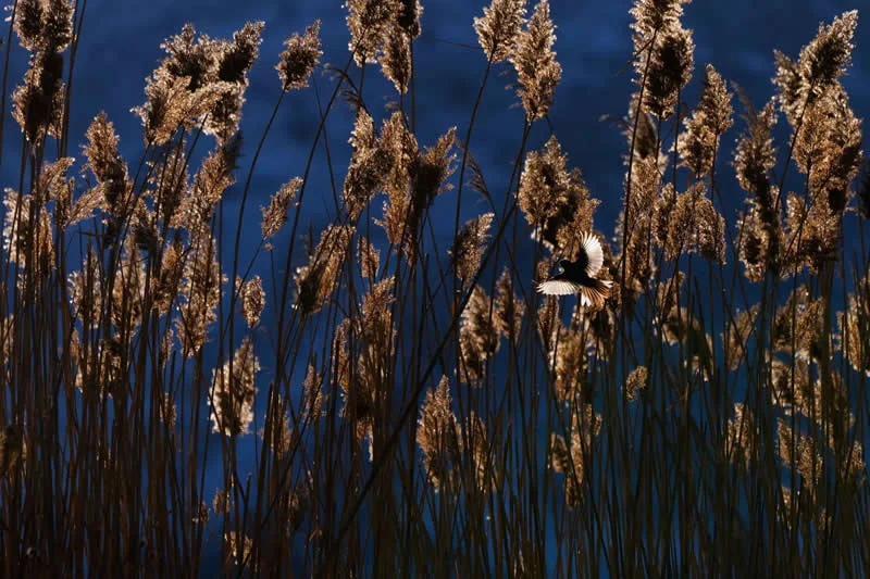 Young Photographers - 1st Place: Among the Tall Reeds by Marina Gavrikova, Russian Federation - OurNature Environmental Photography Award 2026 Winners