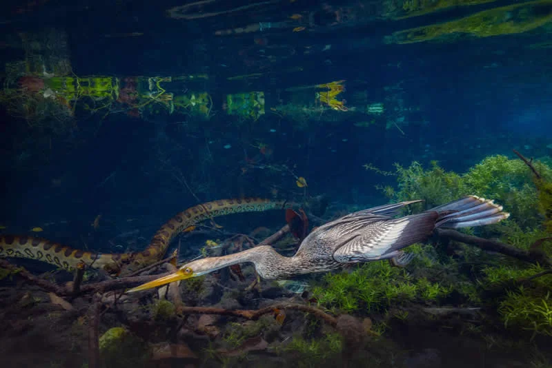 Pure Nature, Water - Shortlist: River Hunters by Marcio Esteves Cabral, Brazil - OurNature Environmental Photography Award 2026 Winners