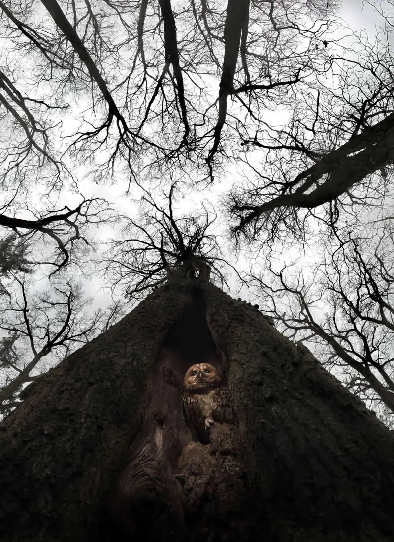Pure Nature, Land - Shortlist: The Guardian of Silence by Tibor Litauszki, Hungary - OurNature Environmental Photography Award 2026 Winners