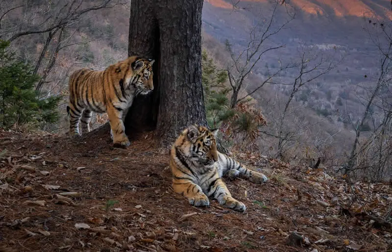 Pure Nature, Land - Shortlist: Waiting for Mother by Turgay Uzer, United States of America - OurNature Environmental Photography Award 2026 Winners