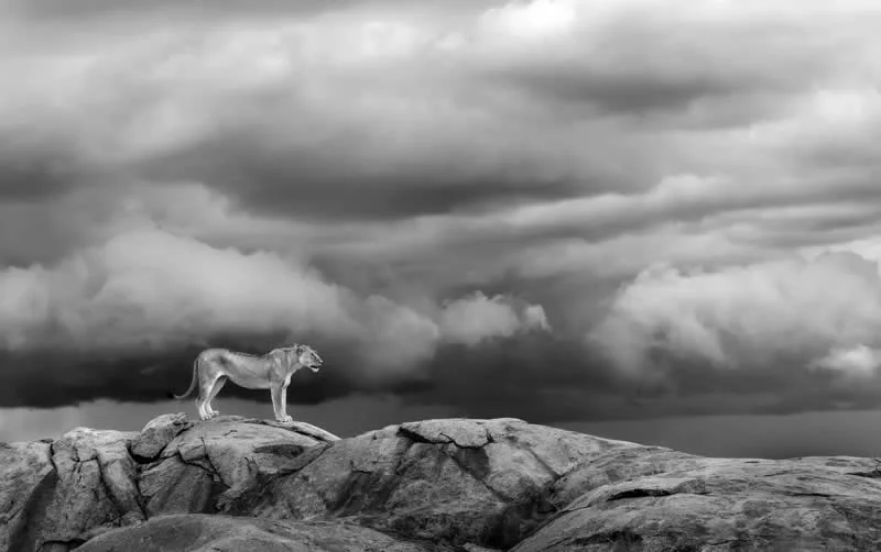 Pure Nature, Land - Shortlist: The Gathering Storm by Turgay Uzer, United States of America - OurNature Environmental Photography Award 2026 Winners