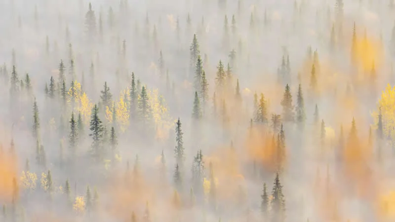 Pure Nature, Land - Shortlist: Autumn Forest by Hanneke Van Camp, Belgium - OurNature Environmental Photography Award 2026 Winners