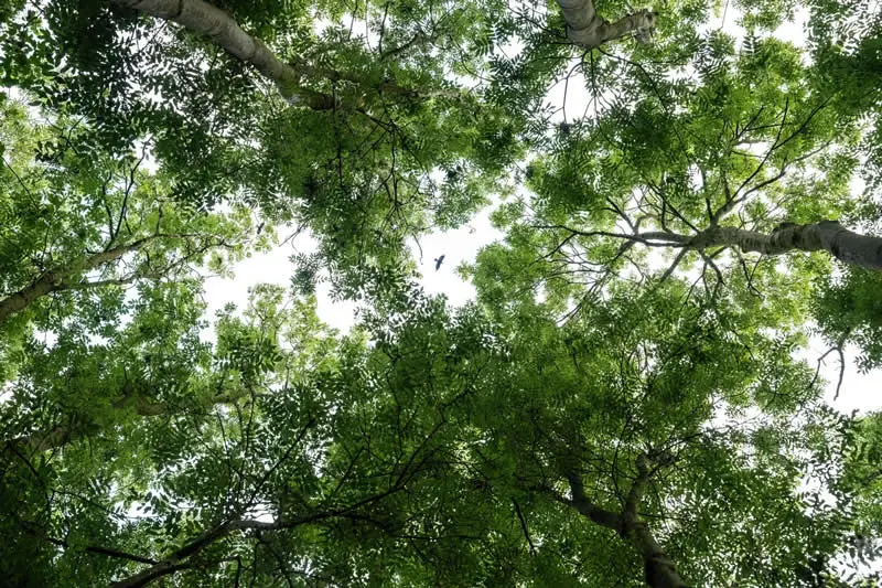 Pure Nature, Air - Shortlist: Forest Frame by Alex Pansier, Netherlands - OurNature Environmental Photography Award 2026 Winners