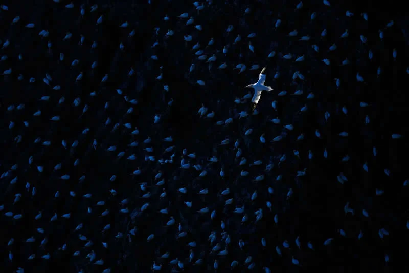 Pure Nature, Air - Shortlist: The Brightest Bird by Alex Pansier, Netherlands - OurNature Environmental Photography Award 2026 Winners