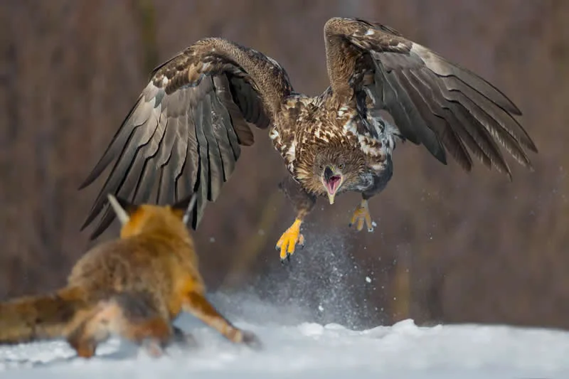Pure Nature, Air - Shortlist: The Attack by Damian Kwasek, Poland - OurNature Environmental Photography Award 2026 Winners