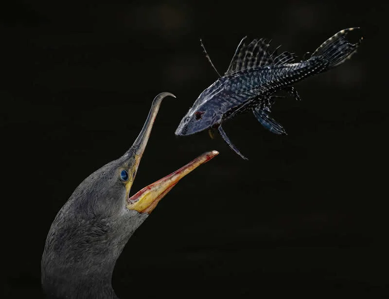 Pure Nature, Air - Shortlist: The Decisive Moment by Turgay Uzer, United States of America - OurNature Environmental Photography Award 2026 Winners