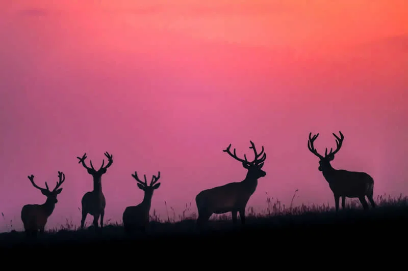 Young Photographers - Shortlist: On the Ridge by Igor Bodnar, Poland - OurNature Environmental Photography Award 2026 Winners
