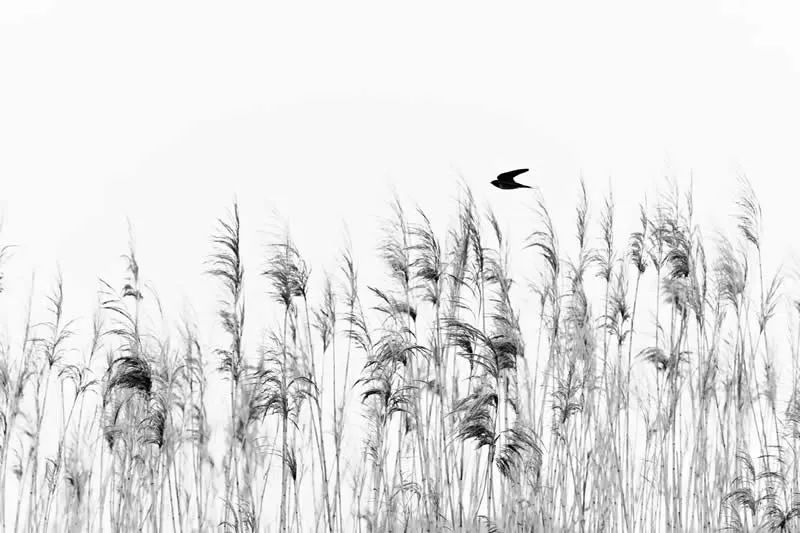 Young Photographers - Shortlist: Flying Alone by Marina Gavrikova, Russian Federation - OurNature Environmental Photography Award 2026 Winners
