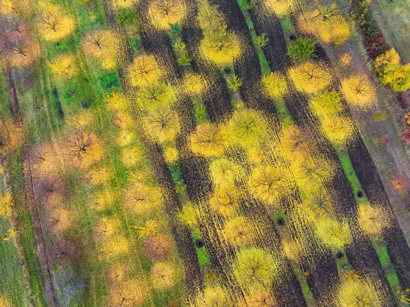 Carpathian Basin - Shortlist: Autumn Patterns by L&aacute;szl&oacute; T&oacute;th, Hungary - OurNature Environmental Photography Award 2026 Winners