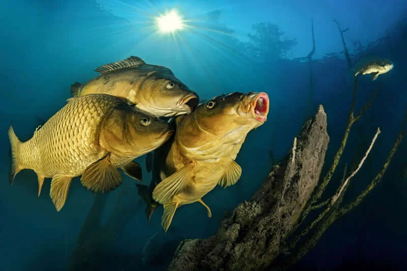 Carpathian Basin - Shortlist: Carp Family by Ferenc ifj. Lőrincz, Hungary - OurNature Environmental Photography Award 2026 Winners