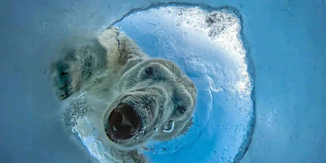 A Powerful Polar Bear Photo Wins the OurNature Environmental Photography Award 2026