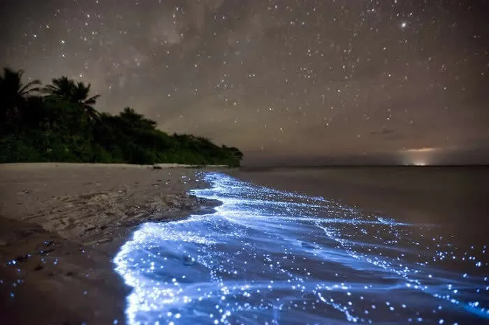 Blue bioluminescent waves glow along the sandy beach of Vaadhoo Island in the Maldives beneath a star-filled night sky, with palm trees lining the shore.