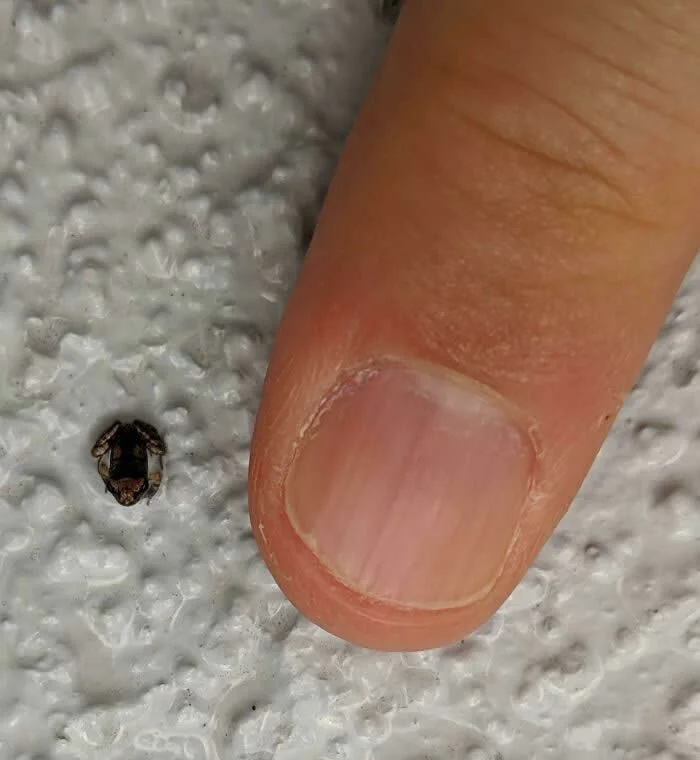 A tiny dark-colored frog sits on a textured white surface beside a person's fingernail, highlighting its remarkably small size.
