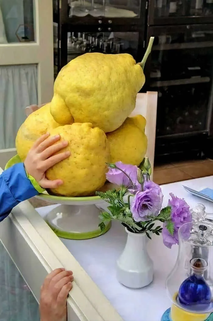 Giant yellow lemons from Italy&rsquo;s Amalfi Coast stacked on a serving stand beside purple flowers, with a person&rsquo;s hands showing their impressive size.
