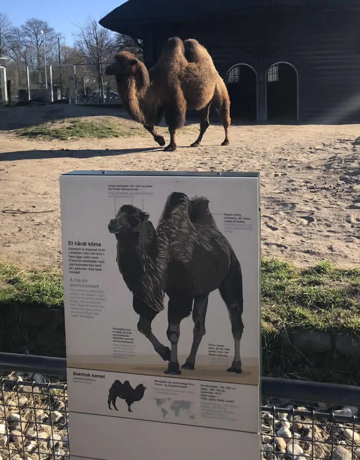 A real two-humped camel stands in a sandy zoo enclosure directly behind an information board displaying an illustration of a Bactrian camel, creating a perfectly timed visual coincidence.