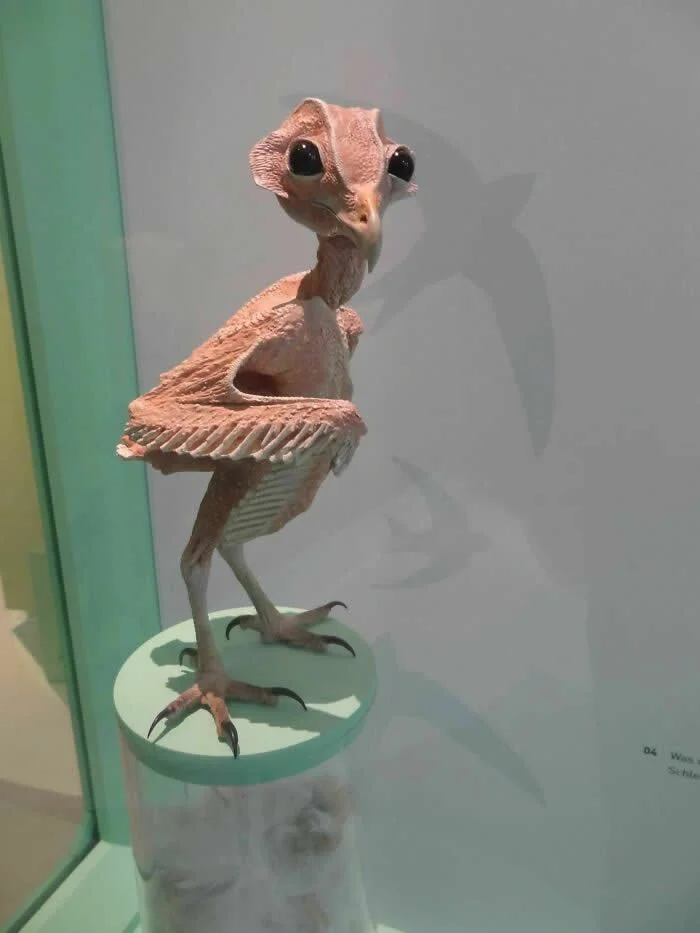 Featherless owl specimen displayed on a stand inside a glass case, showing its large black eyes, long neck, thin legs, and spread wings against a plain gray background.