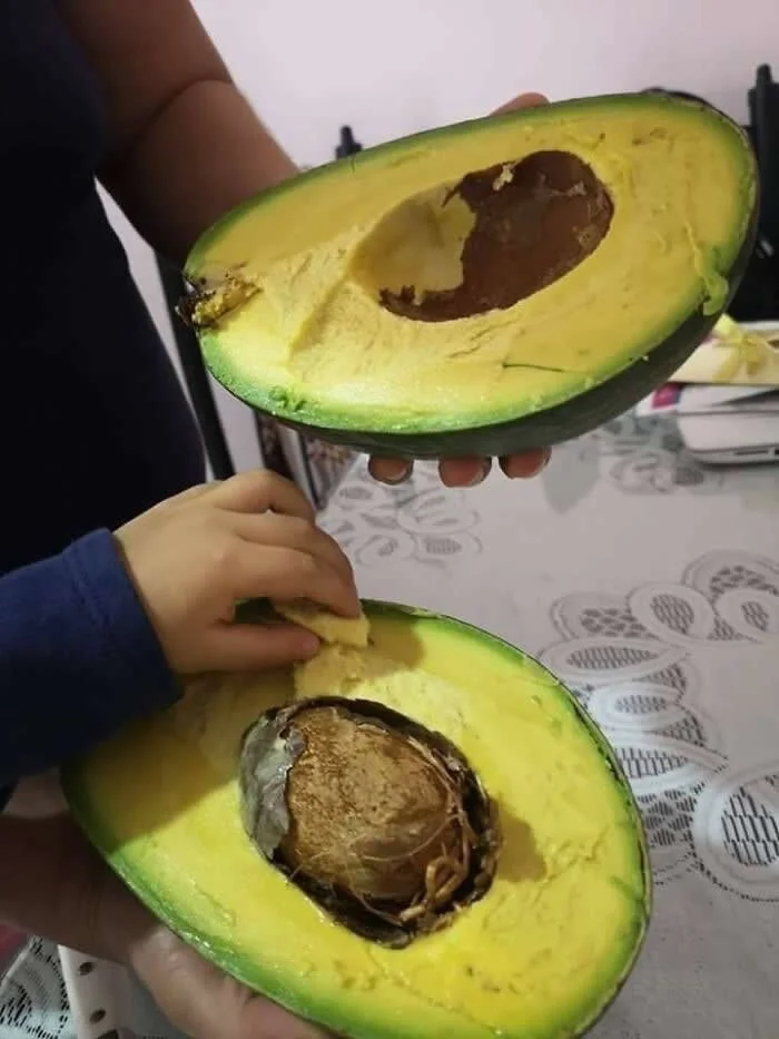 Giant Yucatan butter avocado cut into two halves, revealing thick yellow flesh and an unusually large brown seed, held in a person's hands.