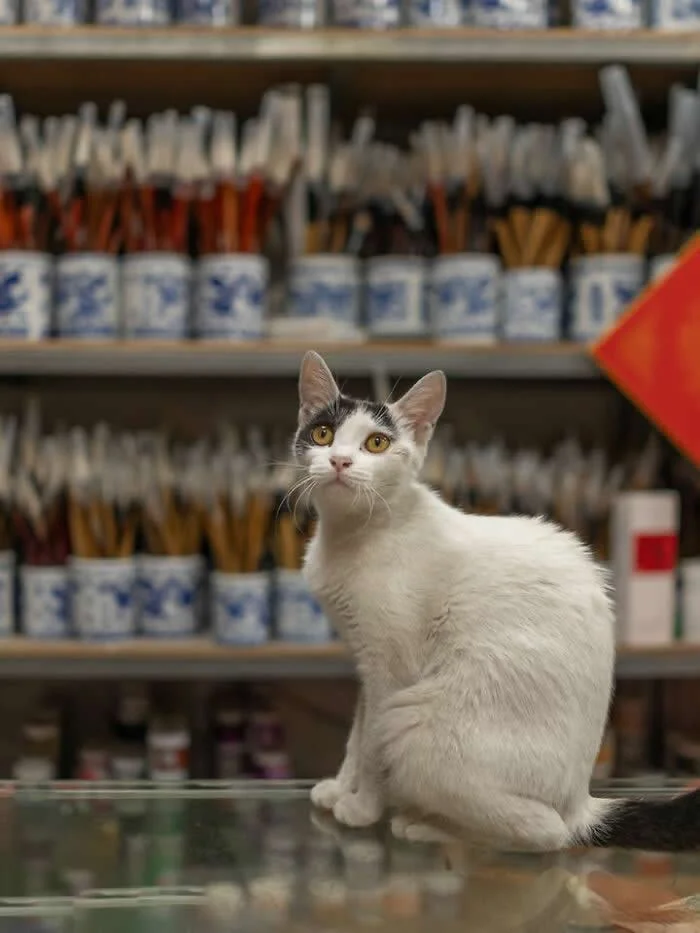 A white cat with golden eyes sitting on a glass counter inside a traditional shop, surrounded by shelves filled with brushes and containers.