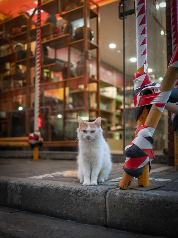 A fluffy white street cat sitting on a raised stone pavement outside a shop, beside a wooden pole wrapped in red, white, and black striped tape.