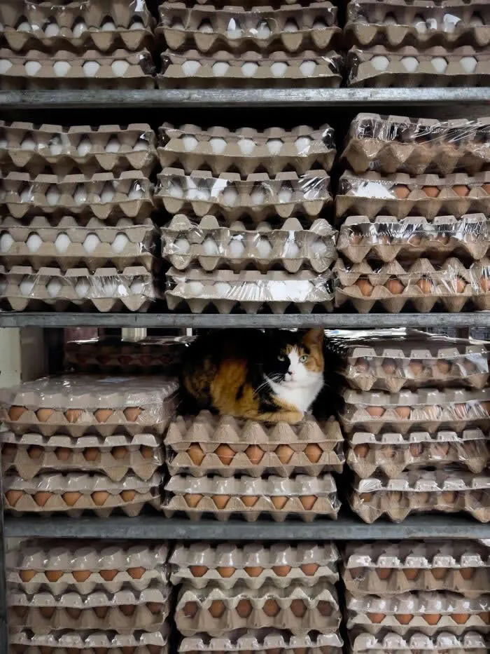 A black, white, and orange calico street cat sitting between stacks of cardboard egg trays filled with eggs on metal shelves inside a shop.