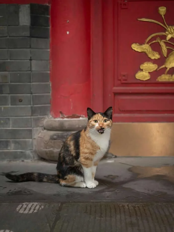 A calico street cat with orange, black, and white fur sitting on a stone pavement in front of a red traditional doorway, mouth open as if meowing.