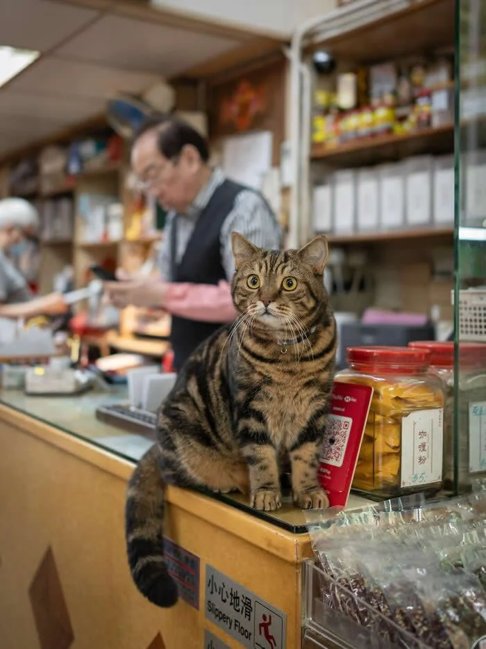 A brown tabby street cat with striking golden eyes sitting on a shop counter beside packaged goods, while a shopkeeper serves customers in the background.