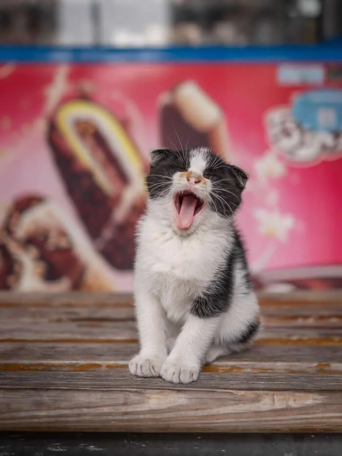 A black-and-white street kitten sitting on weathered wooden steps with its mouth wide open and pink tongue extended, appearing to yawn in front of a colorful shop advertisement.