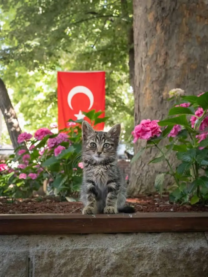 A small grey tabby kitten sitting upright in a flower bed filled with bright pink blossoms, with a Turkish flag hanging in the leafy background.