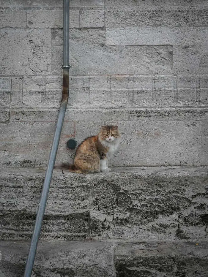 A fluffy ginger-and-white street cat sitting on a narrow stone ledge against an old grey masonry wall, beside a metal drainpipe.