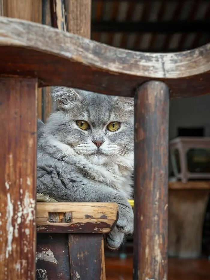 A fluffy grey long-haired street cat with golden eyes resting on a rustic wooden chair, its front paws hanging casually over the edge.
