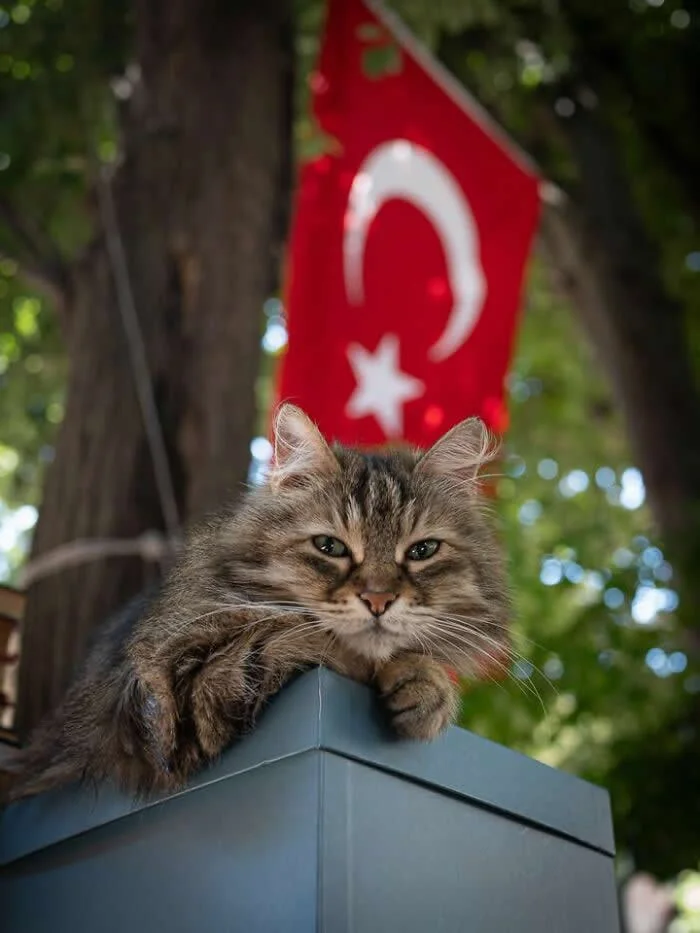 A fluffy brown tabby street cat lounging on top of a grey metal structure, with its front paws draped over the edge and a red Turkish flag hanging among green trees behind it.