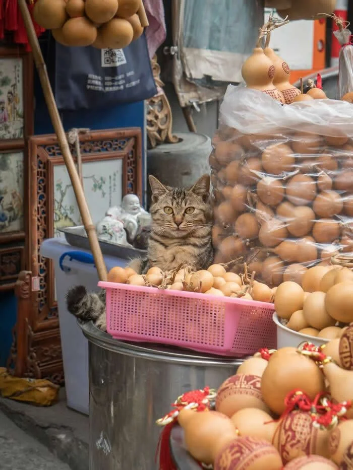 A brown tabby street cat sitting inside a pink plastic basket filled with small round gourds at a busy market stall, surrounded by bags and displays of decorative gourds.