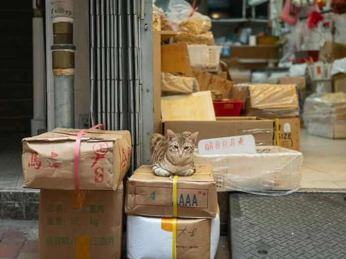 A brown tabby street cat resting on top of stacked cardboard packages outside a busy shop, surrounded by parcels, packing materials, and delivery boxes.