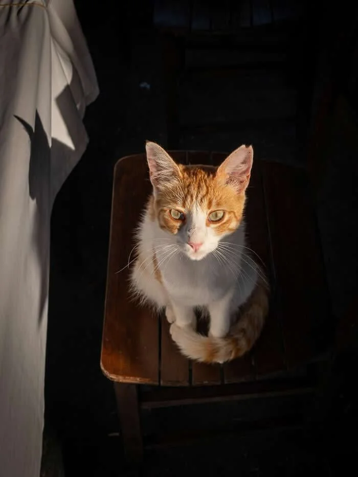 An orange-and-white street cat sitting on a dark wooden chair, illuminated by a beam of sunlight against a shadowy background, with its tail curled neatly around its paws.