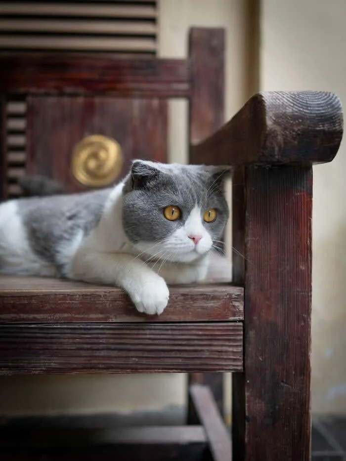 A grey-and-white cat with round cheeks and golden eyes lounging on a dark wooden chair, resting its head near the armrest with one white paw hanging over the seat.