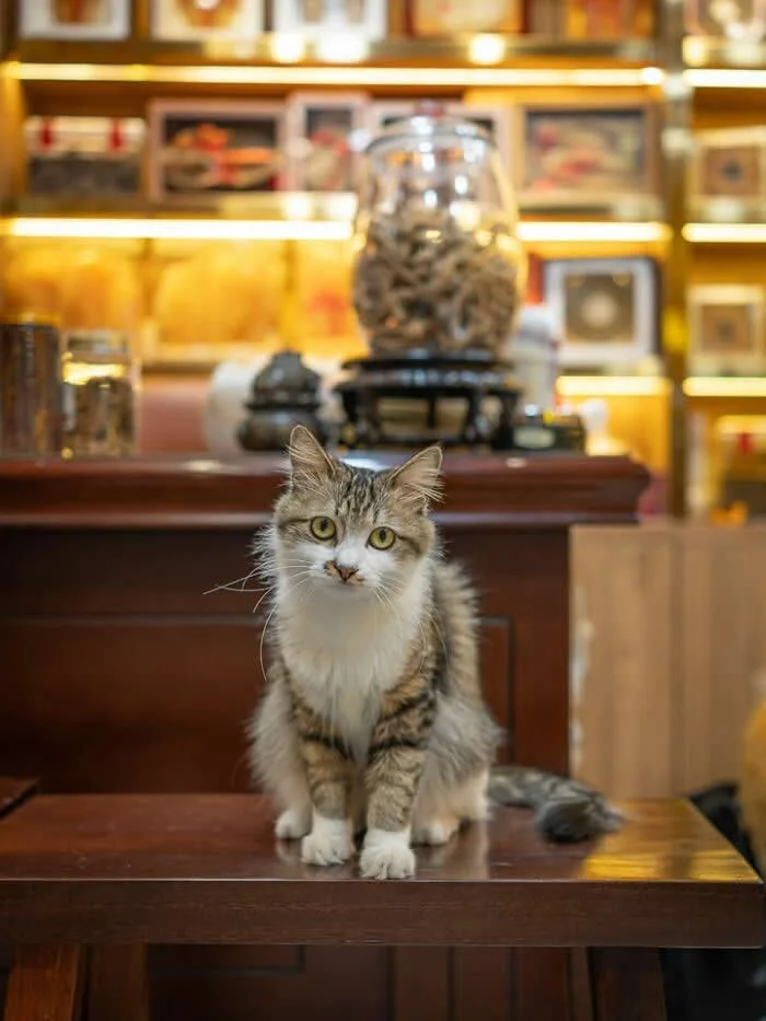 A fluffy grey-and-white tabby street cat sitting on a polished wooden counter inside a warmly illuminated shop, with glass jars and decorative displays in the background.