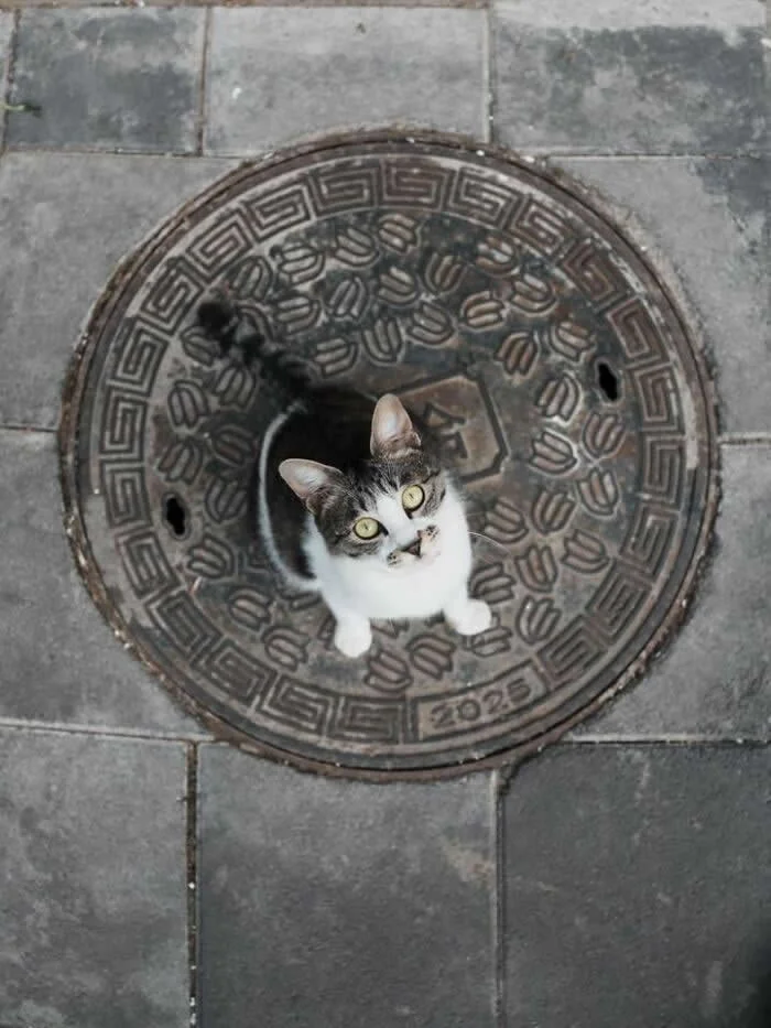 A black-and-white tabby street cat standing on a circular, ornately patterned metal manhole cover, photographed from directly above on a grey stone-paved street.
