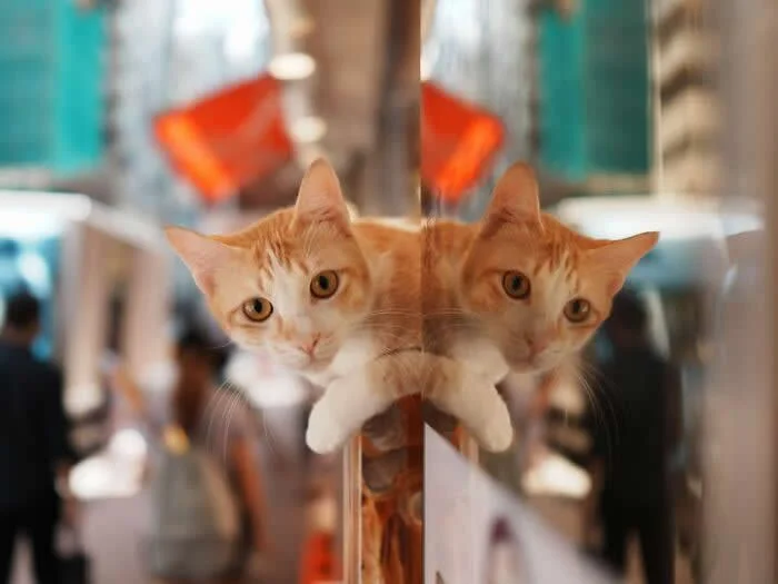 A ginger-and-white street cat looking through a glass shop window, with its reflection creating the appearance of a second identical cat facing the camera.