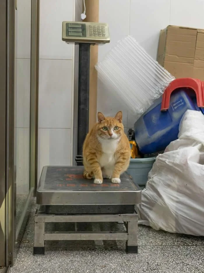 A plump ginger-and-white street cat standing on a metal weighing scale inside a shop, with a digital display, cardboard boxes, and packing supplies in the background.