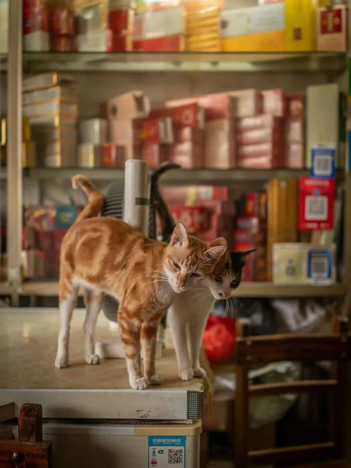 A ginger-and-white street cat resting its head affectionately against a black-and-white cat standing beside it on a counter inside a shop filled with colorful packaged goods.