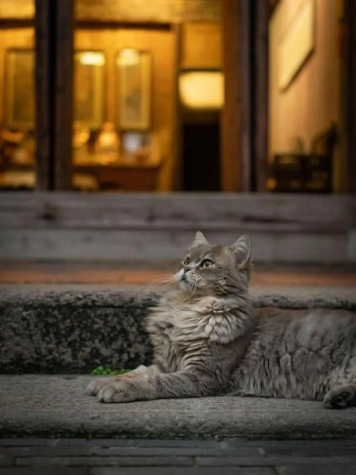 A fluffy grey long-haired street cat lying comfortably on a stone pavement outside a warmly illuminated building, looking upward with its front paws stretched forward.