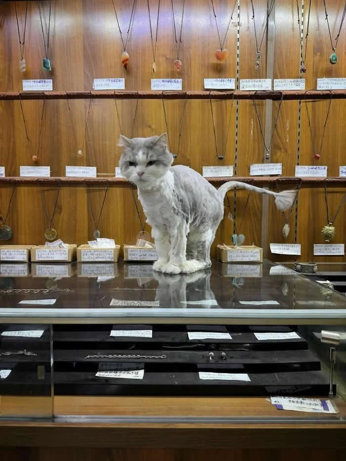 A white cat with short, neatly trimmed fur standing on a glass jewelry display counter, surrounded by hanging necklaces and small decorative pendants on a wooden wall.