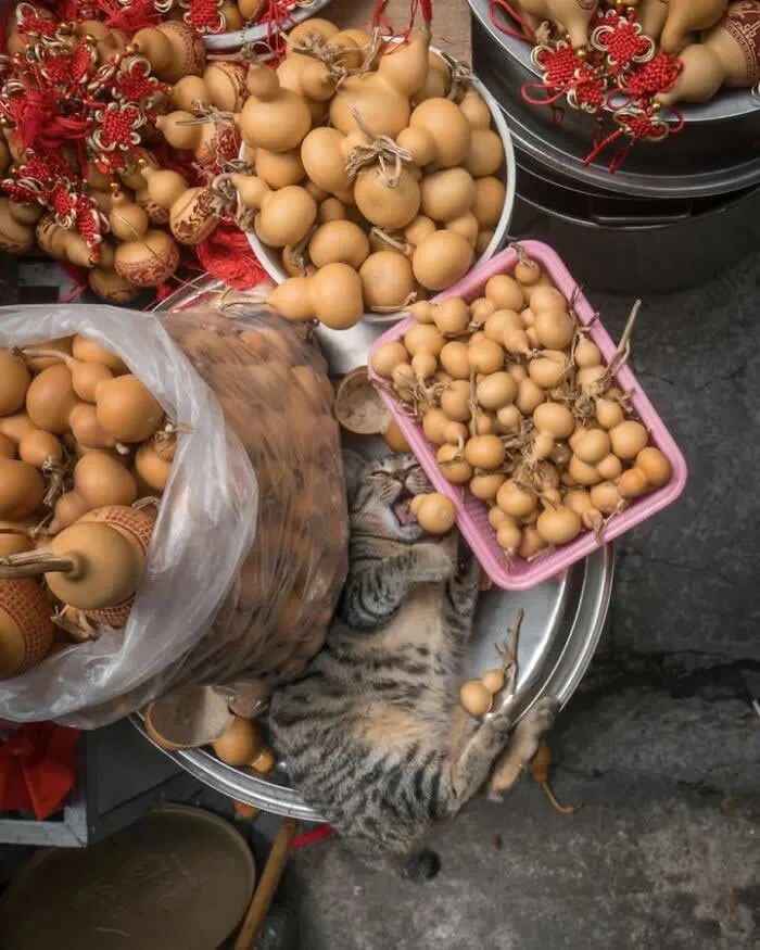 A grey-brown tabby street cat curled up inside a large metal container beneath baskets of round decorative gourds at a busy market stall.
